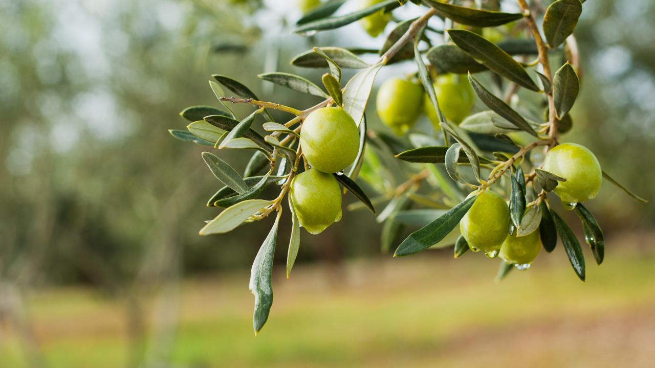 Olive with rain on a tree