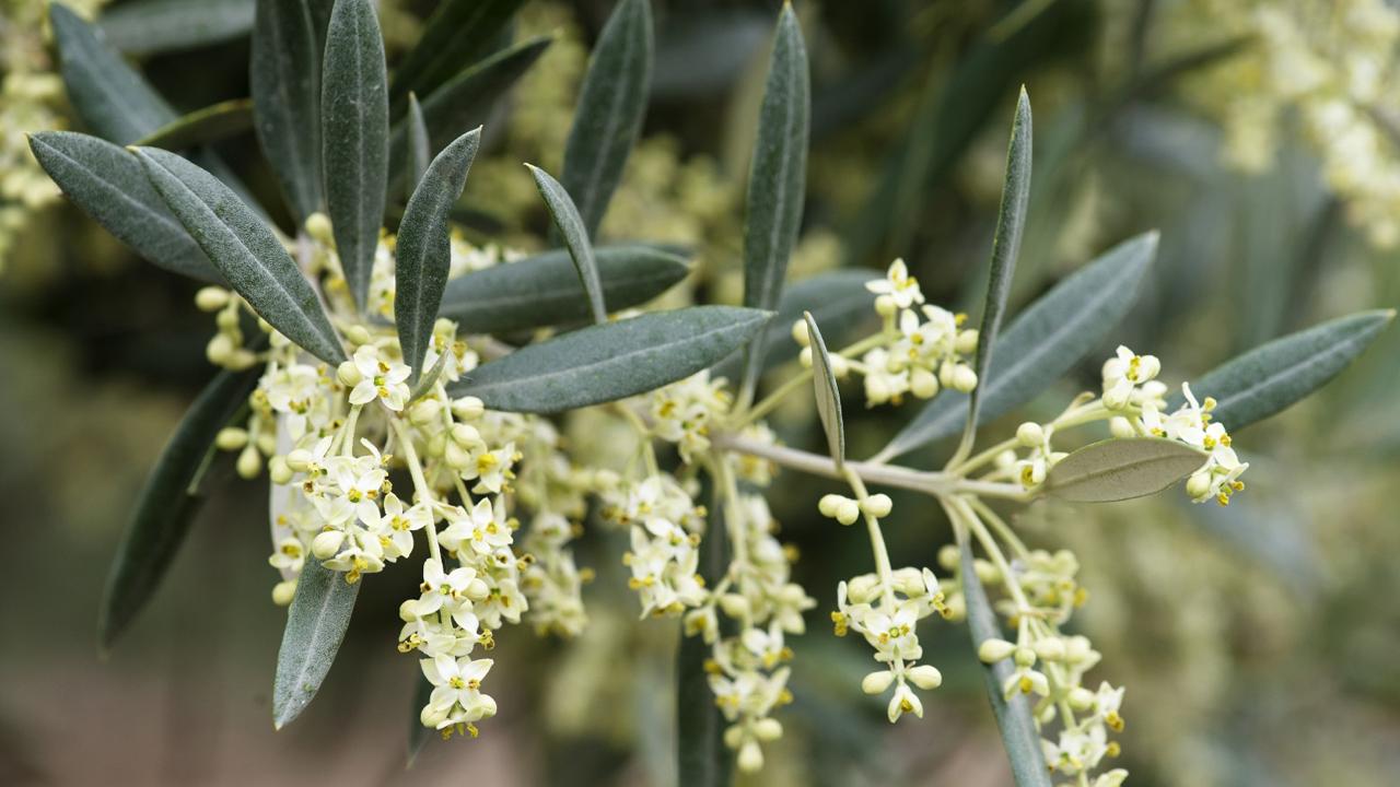 Olive trees in bloom