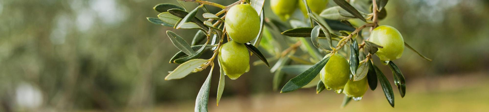 Olive with rain on a tree