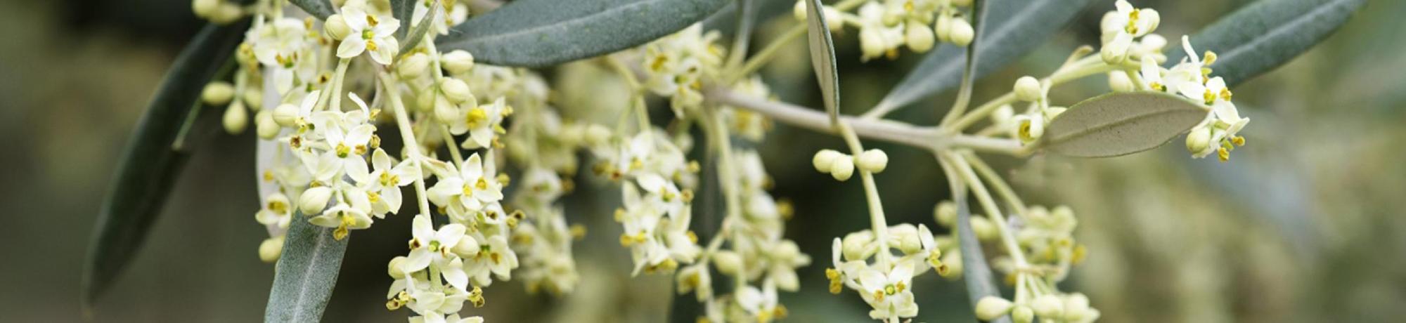 Olives in bloom